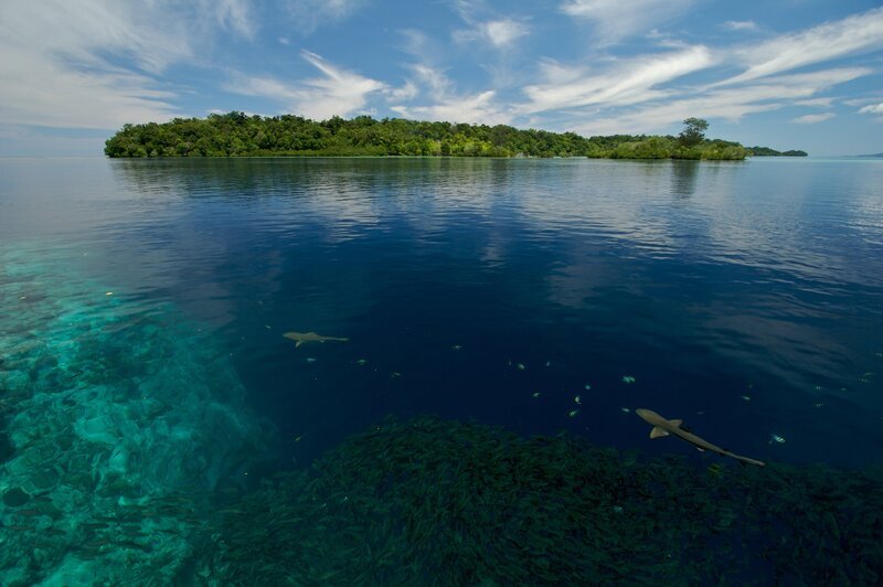 Insel mit Fischschwarm. Morovo Lagoon, Solomon Islands. – Bild: TVP
