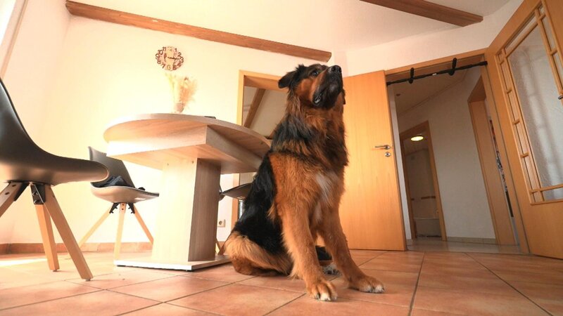 XXL-Mischling Milow – Bild: RTL