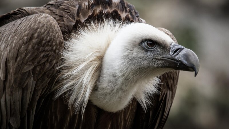Geier – Bild: RTL /​ Christoph Köpfer /​ 500px /​ Getty Images /​ Tödliche Werkzeuge