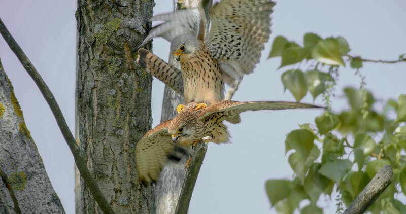 Turmfalken bei der Kopulation. – Bild: ORF Turmfalken bei der Kopulation. – Bild: ORF