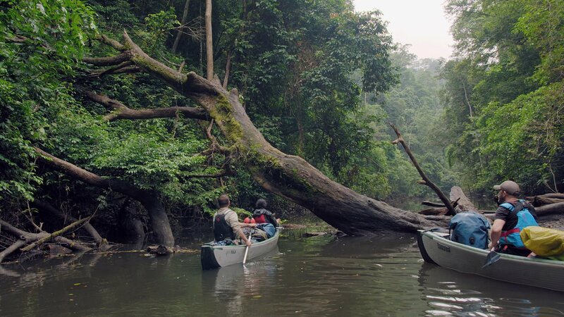 Expedition am Limit Gabuns Dschungelparadies Steve Backshall begibt sich in den Moukalaba-Doudou-Nationalpark in Gabun. – Bild: SRF/​Fremantle
