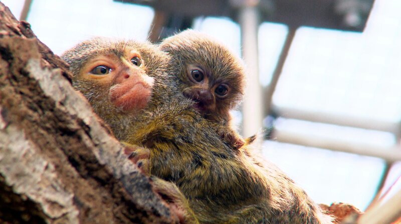In der Wilhelma gab es Zwergseidenaffen-Nachwuchs. – Bild: SWR/​Christian Neumann