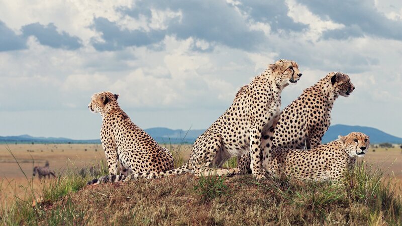 Vier Geparde haben sich in der Masai Mara in Kenia zu einer Jagdgruppe zusammengetan. – Bild: ZDF