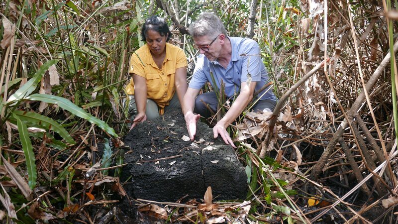 Jaschree Mungur-Medhi hat auf einer Mangroveninsel einen Markierungsstein entdeckt, dessen Spitze auf das gegenüberliegende Ufer weist. – Bild: ZDF und Tilman Remme Jaschree Mungur-Medhi hat auf einer Mangroveninsel einen Markierungsstein entdeckt, dessen Spitze auf das gegenüberliegende Ufer weist. – Bild: ZDF und Tilman Remme
