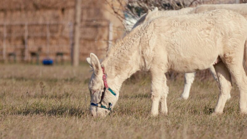 Bild: @Red Bull Media House/​ServusTV