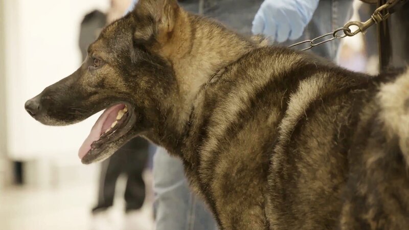 Wachhund – Bild: Warner Bros. Discovery