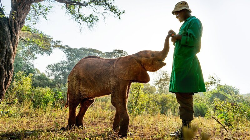 Immer mehr Elefanten fallen der Dürre in Kenia zum Opfer. Manchmal können Jungtiere gerettet und in Auffangstationen von Hand aufgezogen werden. – Bild: ZDF