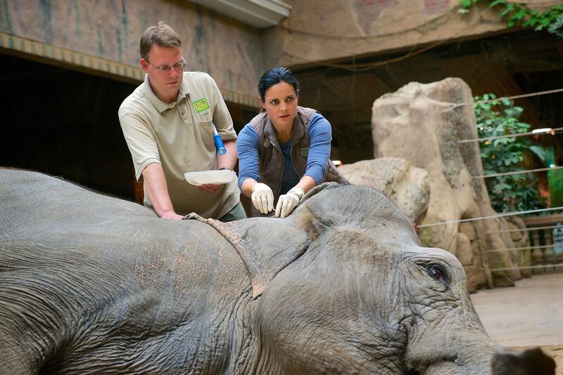 Dr. Susanne Mertens (Elisabeth Lanz) nimmt der Elefantenkuh Mia Blut ab, um einen Grund für ihr auffälliges Verhalten zu finden. Tierpfleger (Komparse, l.). – Bild: MDR/​ARD/​Steffen Junghans