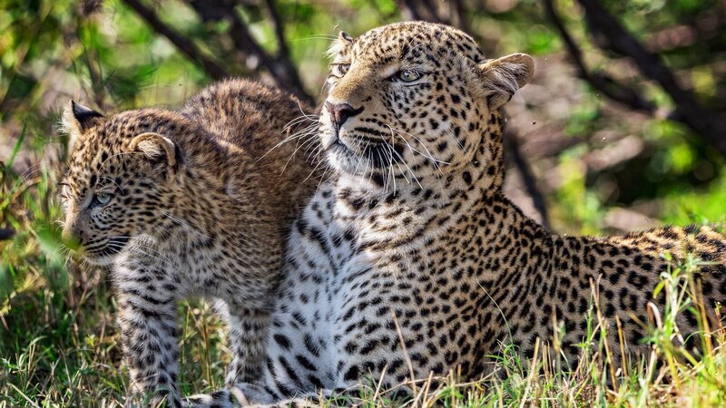 Mom cheetah watch his cubs. – Bild: Animal Planet