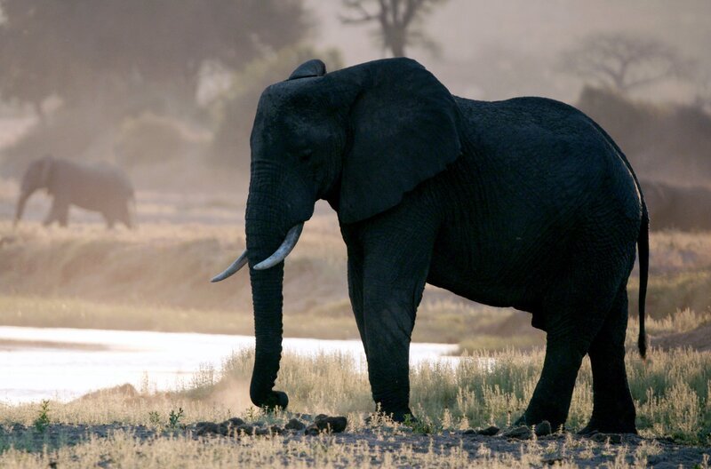Mit der Erwärmung unseres Planeten könnten verheerende Klimaschwankungen immer häufiger werden. Katavi und die dort lebenden Tiere stehen vor einer ungewissen Zukunft. – Bild: Owen Prümm