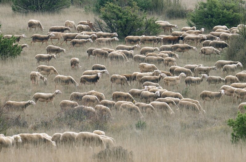 Blick auf die Hochebene Plateau du Larzac – seit der Jungsteinzeit wird auf den Landflächen hauptsächlich Viehzucht betrieben, um die oft kargen Gebiete sinnvoll zu nutzen. – Bild: ARTE F /​ Haut et Court Doc