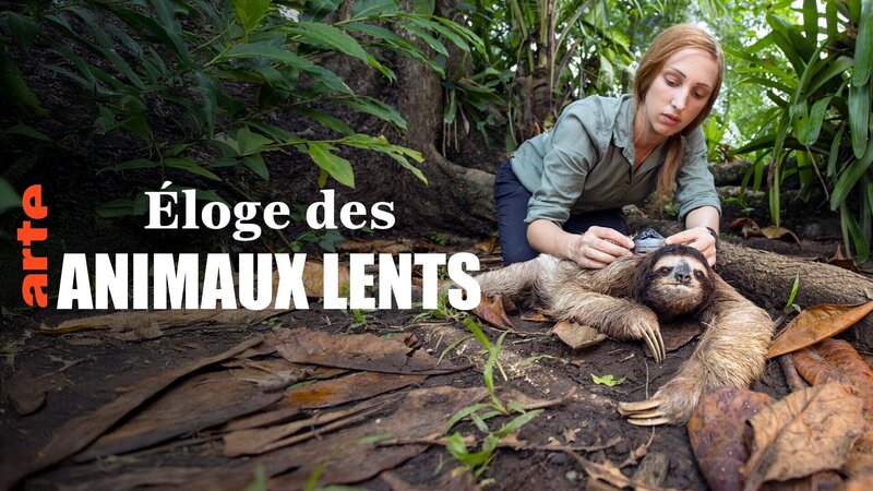Das Überleben der Langsamsten – Bild: Arte