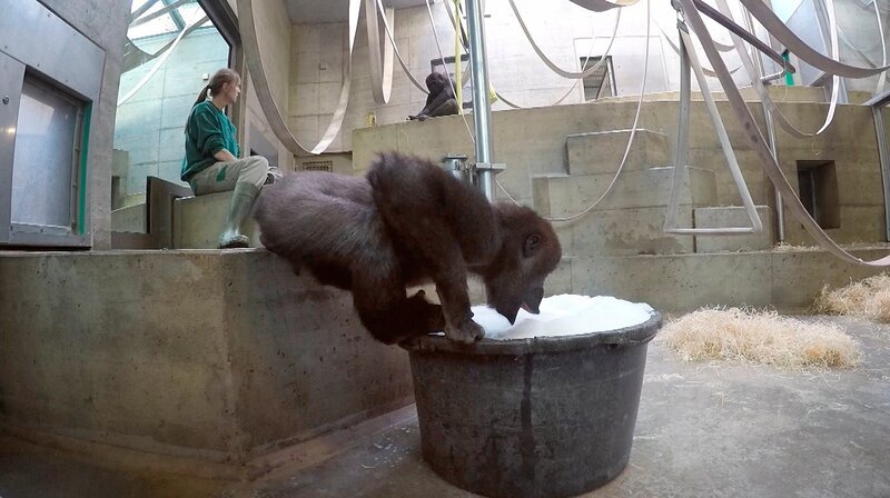 Für die Gorilla-Teenies Vana und Tebogo steht heute ein Schaumbad auf dem Tagesplan der Wilhelma. Aber die Halbstarken haben nicht so richtig Bock auf Wasser und Seife. Tierpflegerin Margot braucht einen Plan B. – Bild: SWR/​Christian Neumann
