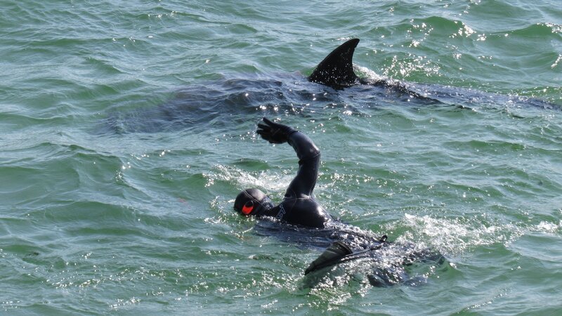 Delfindame Dusty besucht die Schwimmer in County Clare. – Bild: ZDF und Leah Arnold-Redman