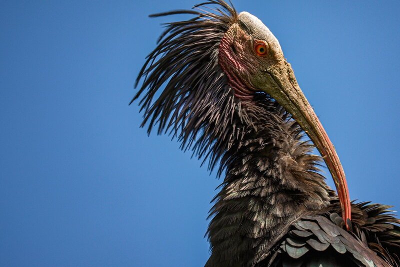 Einstein – Nach 400 Jahren zurück – aber in der Schweiz nicht willkommen. Der skurrile Vogel Waldrapp. – Bild: SRF2