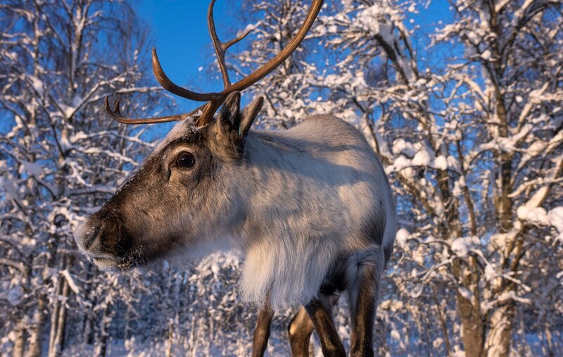 Im Winter kommen die Rentiere aus den Bergen bis an die Ostseeküste. In den Wäldern und auf den vorgelagerten Inseln suchen sie unter dem Schnee nach Futter. – Bild: Uli Kunz /​ ZDF