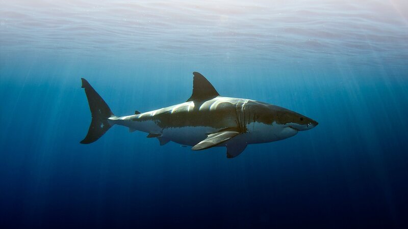 Der größte Weiße Hai der Welt – Bild: Discovery Communications /​ Ken Kiefer 2