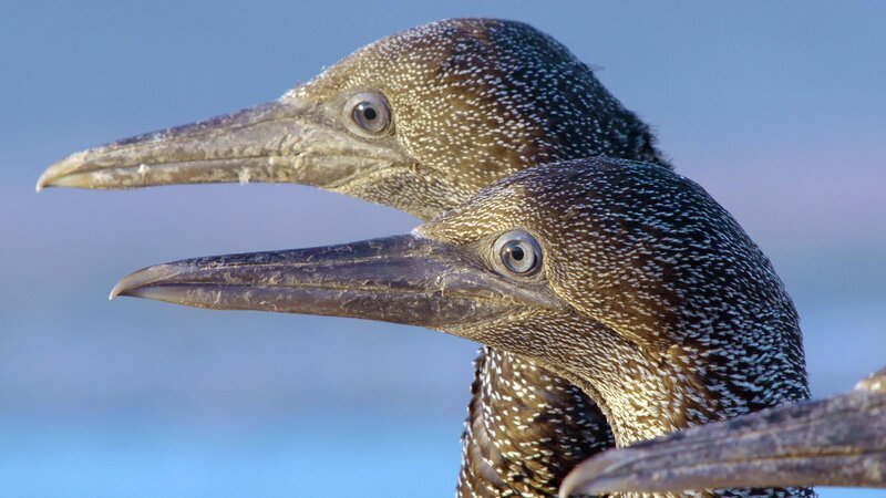 Junge Kaptölpel haben ein dunkles Gefieder. Erst im Erwachsenenalter wird es hell. – Bild: 3sat