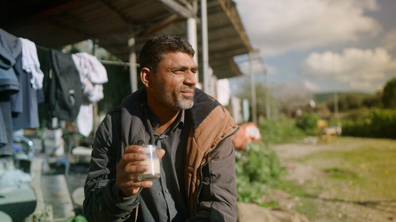 Naveed aus Pakistan erntet Oliven in Griechenland. – Bild: SRF/​Marcus Zahn