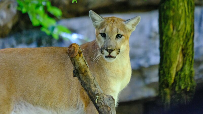 Bild: Aaron Lehman/​Animal Planet /​ Discovery Communications, LLC