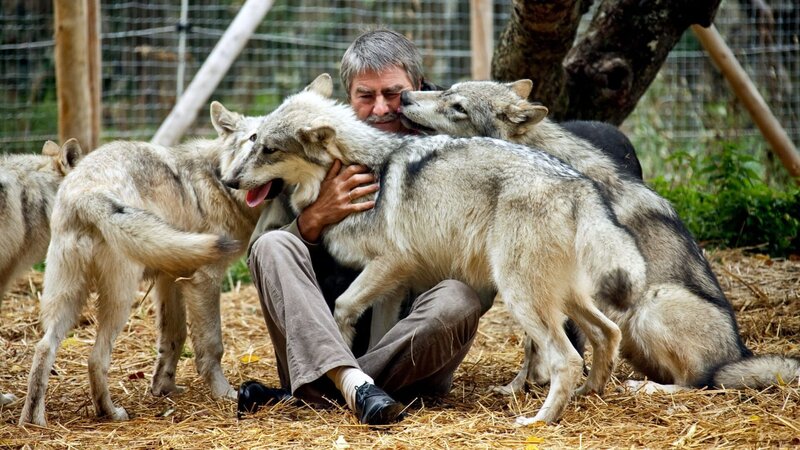 Bild: Barbara Fally-Puskas /​ WSC (Wolf Science Center)