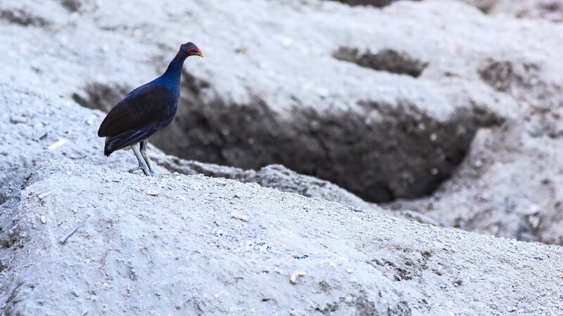 Bismarck-Großfußhuhn, seine Küken sind beim Schlüpfen weit entwickelt und bereits ab dem ersten Tag flugfähig und von den Eltern unabhängig. Rabaul, Neubritannien, Papua Neuguinea – Bild: TVNOW/​ © Terra Mater, Matt