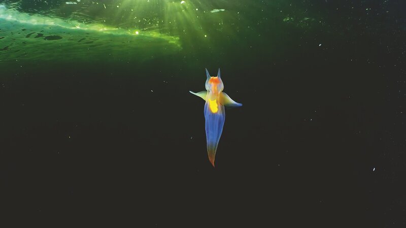 Ein Meeresengel schwebt in arktischen Gewässern. Name und Aussehen täuschen, der „Engel“ ist ein teuflischer Jäger. – Bild: Alexander Semenov /​ ZDF
