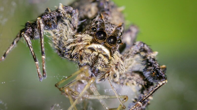 Eine Portia Springspinne verspeist ihre Beute, eine andere Spinne. – Bild: BR/​NDR/​Silverback Films