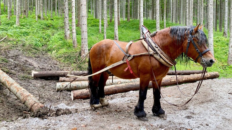 Leben im Gesäuse – Bild: ORF/​Papke Film