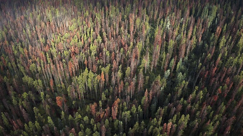 Forstliche Monokulturen, wie diese Kiefernwälder in Kanada, sind besonders anfällig für Schädlinge wie Borkenkäfer. – Bild: Leonardo Mercon /​ ZDF