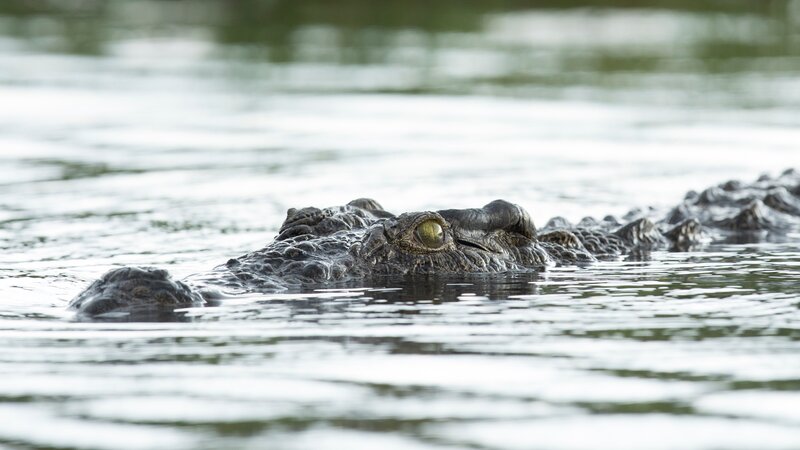 Crocodile swimming in water. – Bild: BEN MCRAE/​2630ben/​2630ben