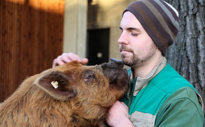 Kune Kune Schwein Tommy mit Tierpfleger Marten Schulz. – Bild: SWR/​Christian Neumann