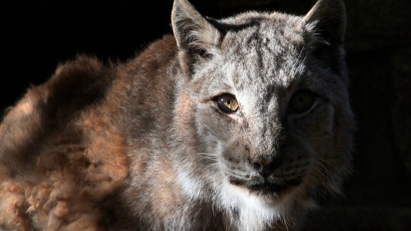 Intense and menacing gaze of a sunlit European or Northern Lynx (Lynx lynx). Close-up of the head, partly in the shadow. – Bild: Ger Bosma /​ Getty Images /​ Moment RF