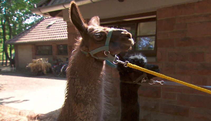 Leinentraining im Tierpark mit einem Alpaka-Lama Duo. – Bild: rbb/​Dokfilm