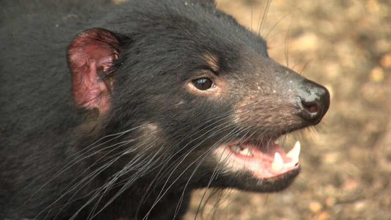 Regenwälder – Bild: RTL