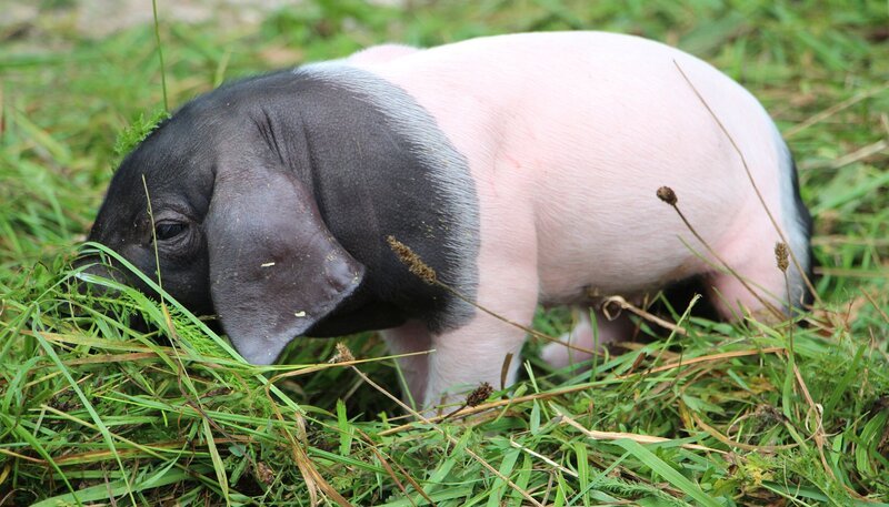 Auf dem Schaubauernhof gab es Nachwuchs bei den Schwäbisch-Hällischen Landschweinen. Die ersten Wochen sind für die kleinen Ferkel nicht ungefährlich, schnell kommt es zu Verletzungen beim Andrang an die mütterlichen Zitzen. Und auch die Mutter hat schon eine entzündete Zitze. Ein Einsatz für Tierärztin Annika Krengel, bei dem es gar nicht so leicht ist, die Übersicht zu behalten … – Bild: SWR/​Christian Neumann