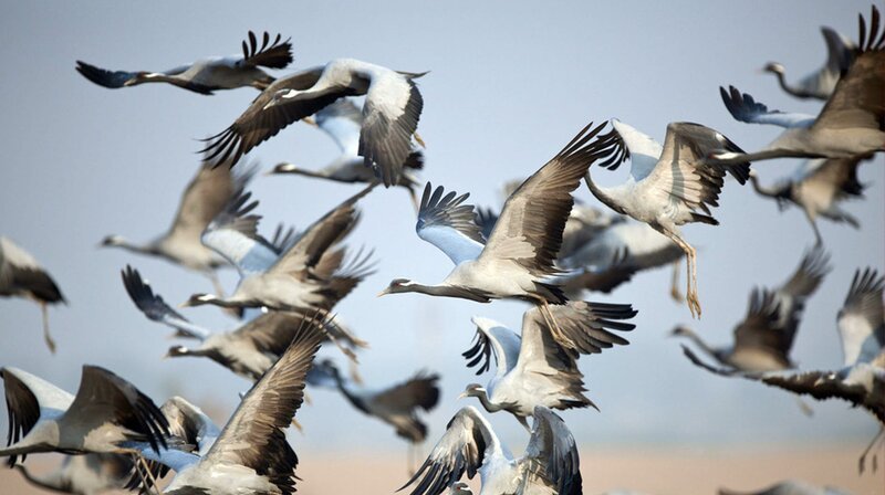 Bild: phoenix/​ZDF/​3sat