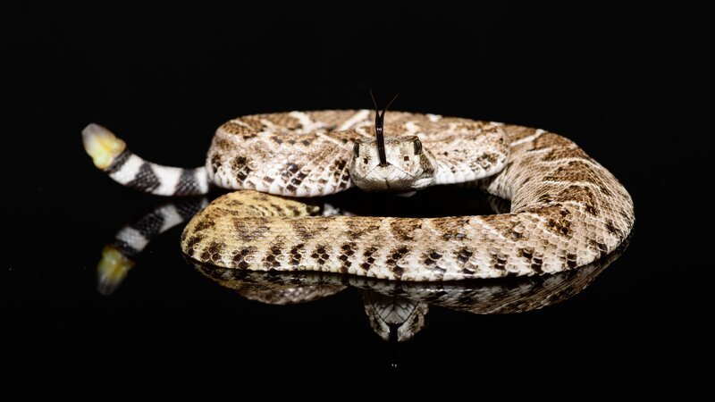 Western diamondback rattlesnake or Texas diamond-back (Crotalus atrox) on solid black background – Bild: JWJarrett /​ Getty Images/​iStockphoto