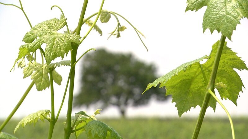 Bild: ORF/ORF-Burgenland Bild: ORF/ORF-Burgenland