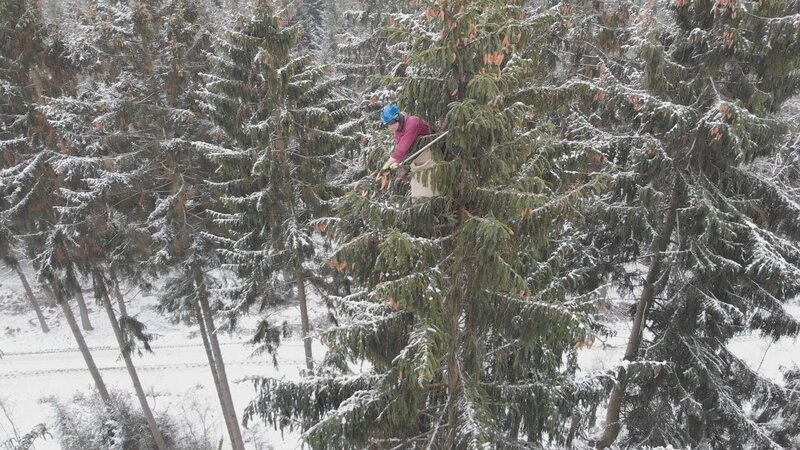Luftiger Arbeitsplatz – der Zapfensteiger oder Zapfenpflücker. – Bild: ZDF und Erasmus de Grande