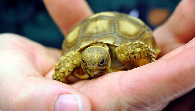 Drei Wochen alte Spornschildkröte im Tierpark Berlin – Bild: rbb/​Thomas Ernst