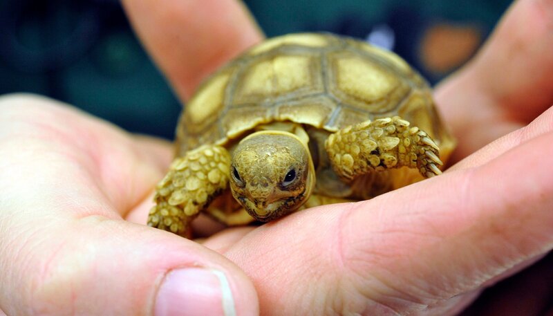 Drei Wochen alte Spornschildkröte im Tierpark Berlin – Bild: rbb/​Thomas Ernst