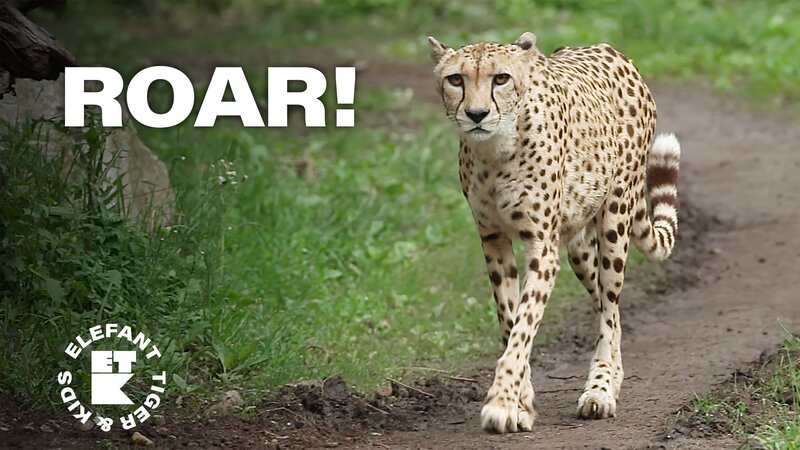 Gepardin Judy trainiert für den Tierarzt und überwindet ihre Angst vor Berührung. Das junge Zoo-Team ist hautnah dabei. – Bild: MDR /​ Cine Impuls Leipzig GmbH