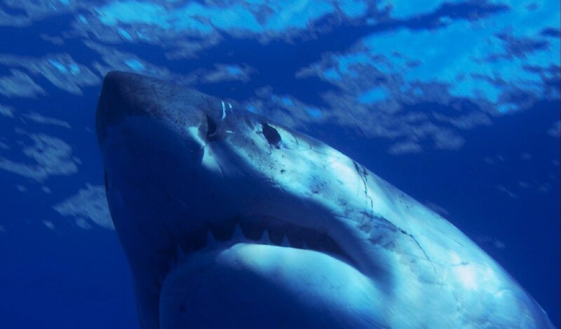 Großen Weißen Hai – Bild: ZDF und Christian Petron Großen Weißen Hai – Bild: ZDF und Christian Petron