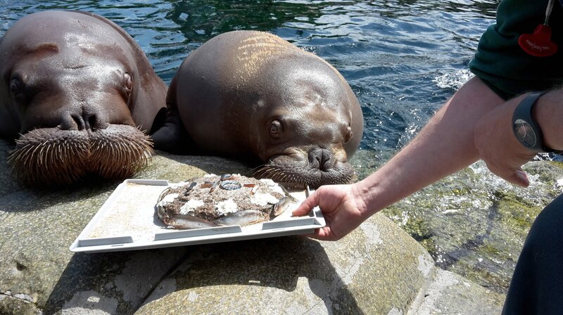 Die Walrosskinder Thor und Loki beschnuppern ihr Geschenk. – Bild: NDR/​Doclights GmbH