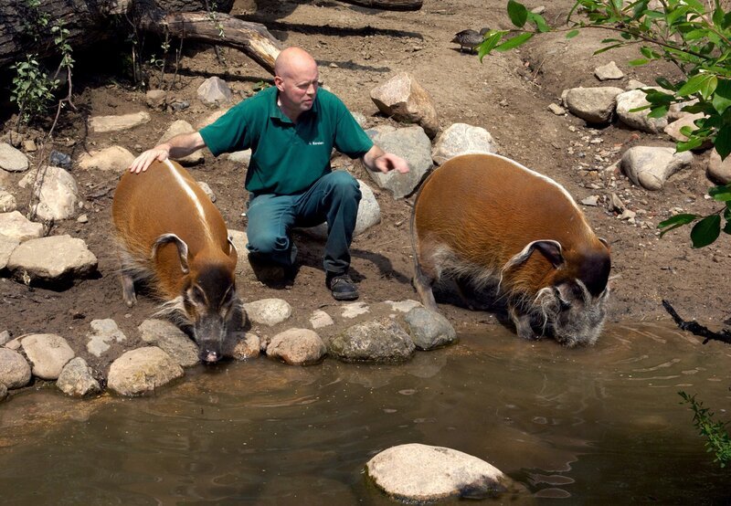 10 Uhr vom NDR im Ersten. Tony Kershaw mit den Pinselohrschweinen. – Bild: NDR/​Sandra Hoever