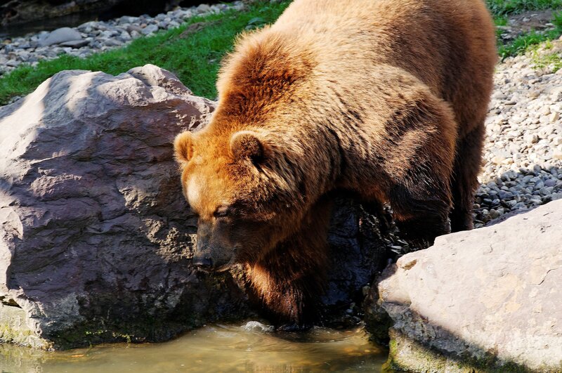 Kamchatka brown bear – Bild: CC0 Creative Commons
