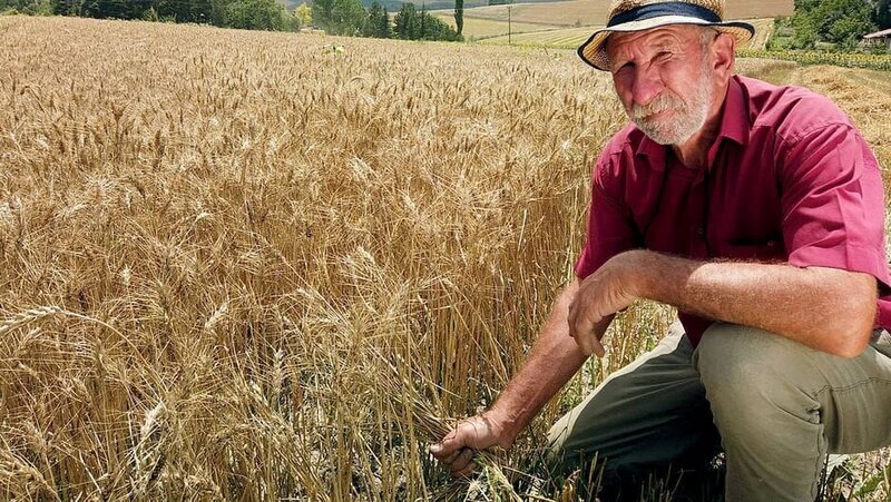 Zur ARTE-Sendung Re: Brot für das Volk  Die Türkei in der Lebensmittelkrise Im Hinterland der Schwarzmeerküste baut Landwirt Sadik Turan Weizen an. Obwohl der so heiß begehrt ist, sind seine Aussichten dieses Jahr düster. – Bild: ZDF /​ Gökhan Acun