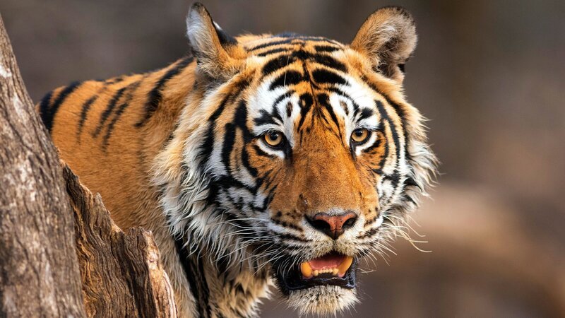Tiger sind die größten Raubkatzen der Welt und waren in vielen Wäldern Asiens einst weit verbreitet. – Bild: ZDF
