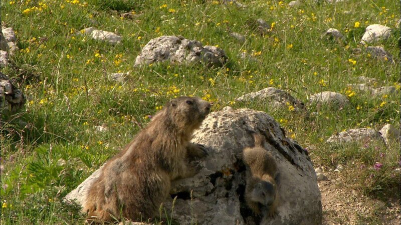 Murmeltier Fanesalm. – Bild: ORF/Verlagshaus Jöchler Murmeltier Fanesalm. – Bild: ORF/Verlagshaus Jöchler